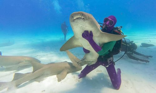 Discovery ‘Shark Week’ has breaching great whites, looks back at ‘Jaws’ and starts with some dancing