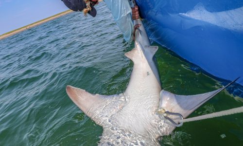 Shark bites fisherman on Massachusetts beach: ‘A wake-up call’