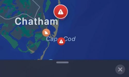 White shark spotted 40 feet off Cape Cod beach: ‘Busy afternoon’