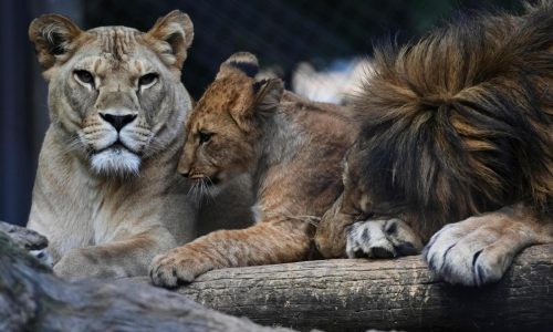 Czech zoo welcomes 4 rare Barbary lion cubs whose population is extinct in the wild