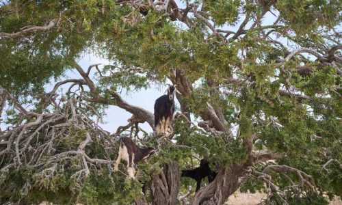 The beauty industry loves argan oil. But demand, and drought, are straining Morocco and its trees