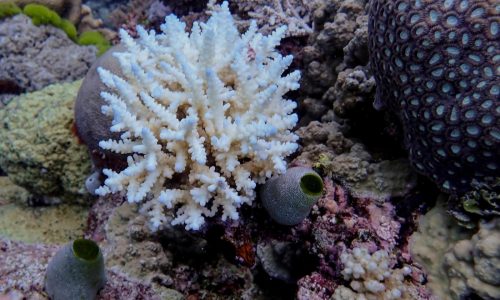 Great Barrier Reef records largest annual coral loss in 39 years