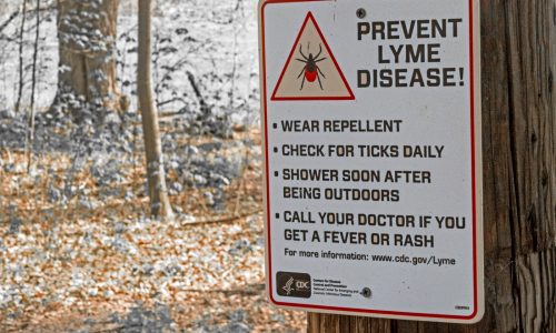 What families should know about mosquitoes, ticks