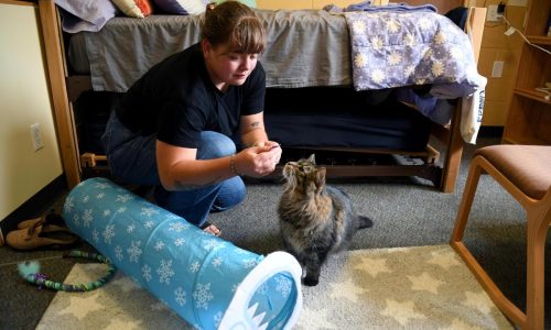 These colleges are welcoming pets in dorms to reduce students’ stress and anxiety