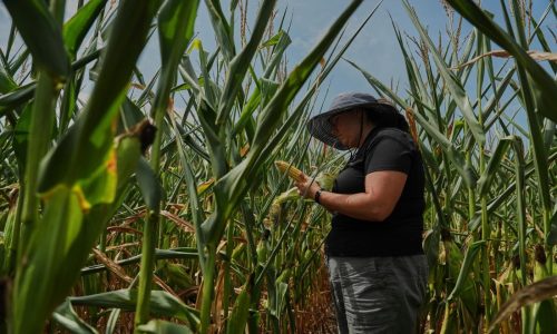 To get that perfect ear of corn, weather has to cooperate. But climate change is making it dicier