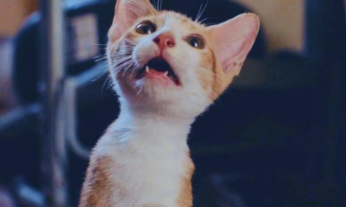 Now playing in movie theaters: 73 minutes of cat videos, for a good cause