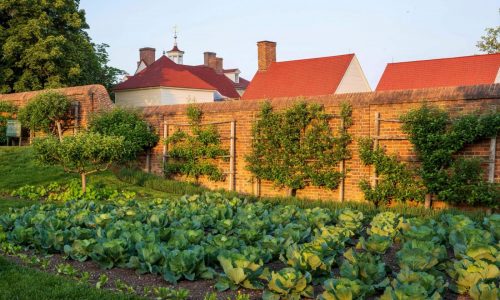 Grow fruit trees in small spaces with the trick known as espalier