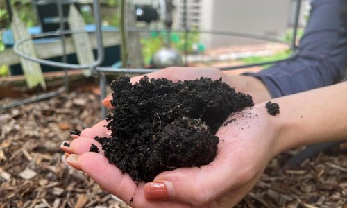 Gardening’s hidden benefits: How digging in the dirt could bolster mental wellbeing