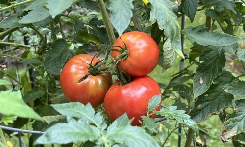 How to tell when your garden veggies are ripe for harvesting