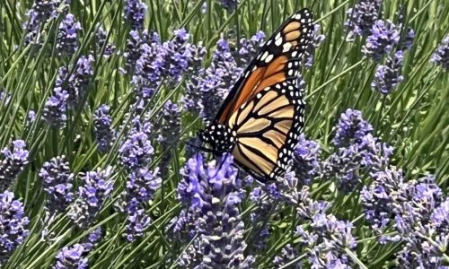 How to humanely deal with pests without using cruel traps or harmful chemicals