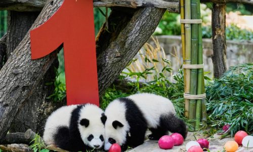 Berlin’s newest panda twins, Leni and Lotti, celebrate their 1st birthday