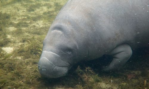 Manatee spotted off Cape Cod: ‘It’s rare to have manatees this far north’