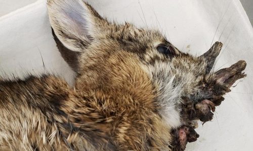 Rabbits with ‘horns’ in Colorado are being called ‘Frankenstein bunnies.’ Here’s why