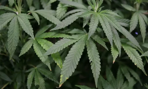 Rangers Clear Thousands of Marijuana Plants, Banned Pesticides From Sequoia National Park