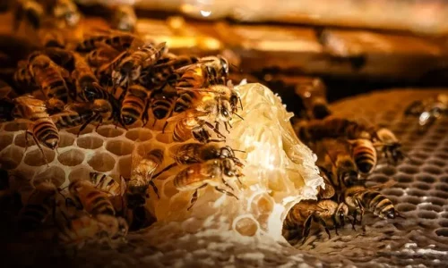 Record US Honey Bee Losses and What Mite Be Behind Them