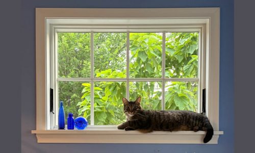 7 pets featured in our Morning Report newsletter in July