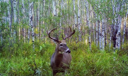 Minnesota deer season largely unchanged from 2024