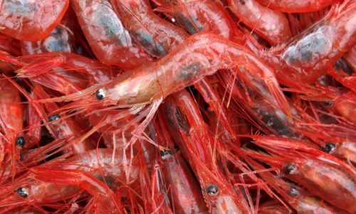 Radioactive shrimp, oh no!