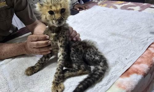 Cheetah cubs destined for the illegal trade in exotic wildlife rescued in Somaliland