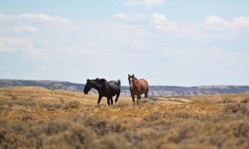 Colorado has a wild horse problem. Could its expanded birth control darting program be a model for the West?