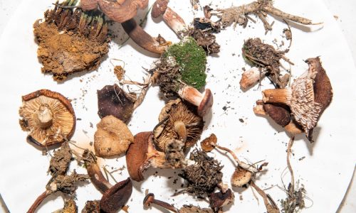 Telluride Mushroom Festival has been tripping on psychedelics for 45 years