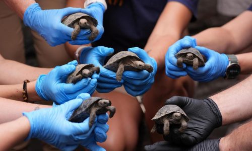 Tortoise hatchlings born of century-old parents come out of their shells at Philadelphia Zoo