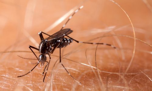 Two deaths among 20 Minnesota cases of West Nile virus this year