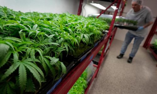 What to know about Trump’s potential change in federal marijuana policy