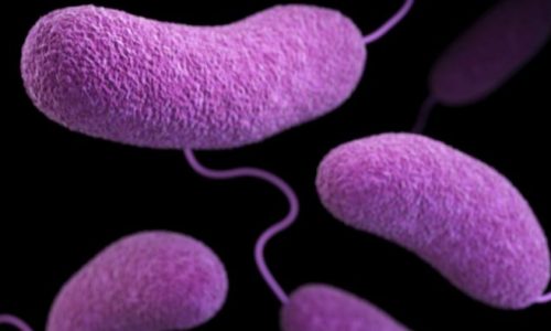 Swimmer at Massachusetts beach infected with extremely rare bacteria