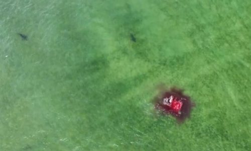 Move over white sharks: Another shark species off Massachusetts was spotted attacking seals