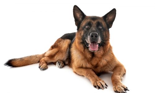 When’s best time to spay and neuter?