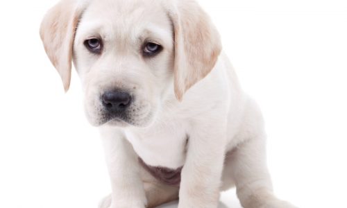 Caught early, puppy can survive MUO