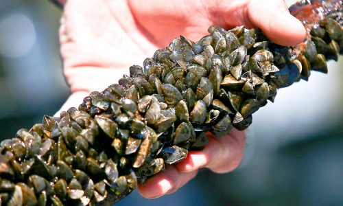 Zebra mussels found in Washington County lake