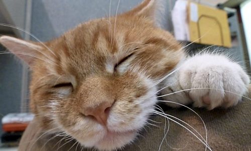 St. Paul cat show to feature over 100 felines competing for prizes