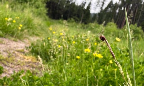 Ticks are migrating, raising disease risks if they can’t be tracked quickly enough