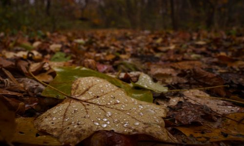 Thriving Natural Areas Help Keep NYC Sewers from Overflowing, Report Finds