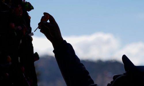 Bolivia’s lightning-struck ‘miracle tree’ thrives