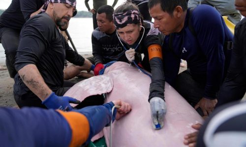 Endangered pink river dolphins face a rising mercury threat in the Amazon