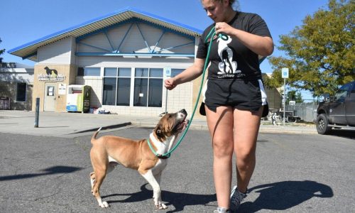 Meth burn by FBI smokes out Montana animal shelter