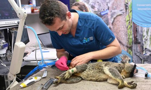 Australia approves world-first vaccine to save koalas from chlamydia