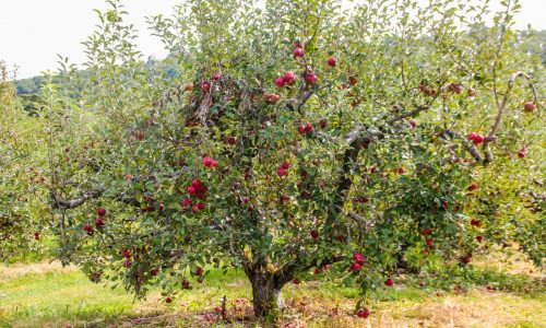 For a real New England fall adventure, check out these apple-picking spots