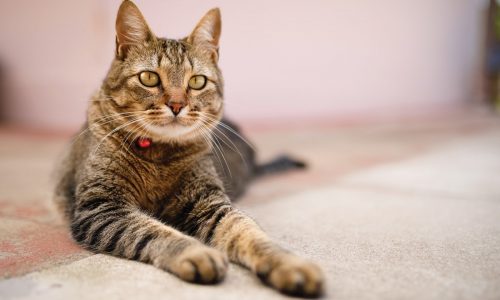 Trying to get cat to take medication