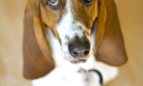 How did hound get red bump on muzzle?