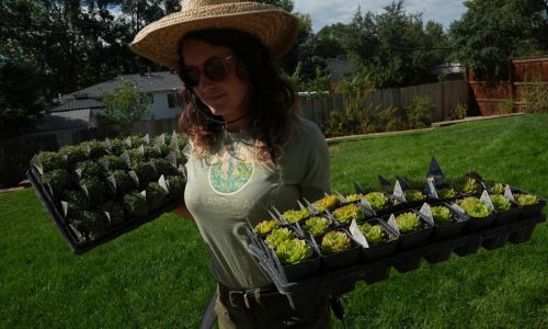 Move over, green lawns. Drier, warmer climate boosts interest in low-water landscaping