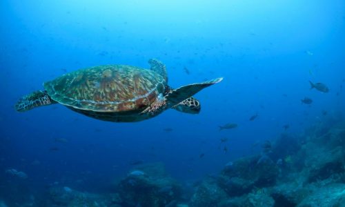 Nations ratify the world’s first treaty to protect international waters