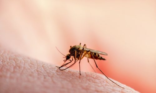 Massachusetts reports first West Nile virus case in a human this year