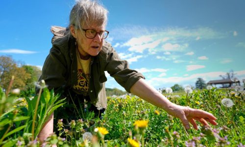 Foraging revival: How wild food enthusiasts are reconnecting with nature