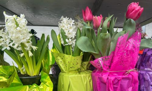 Brighten winter with indoor blooms by forcing spring bulbs to flower early