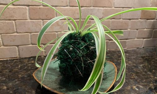 Transform your houseplants into art with this Japanese gardening technique