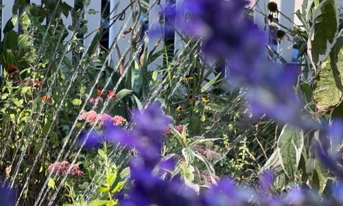 A look at the best times of day for watering, planting, pruning and other garden tasks